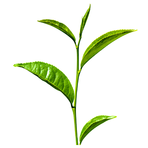 vůně zelený čaj